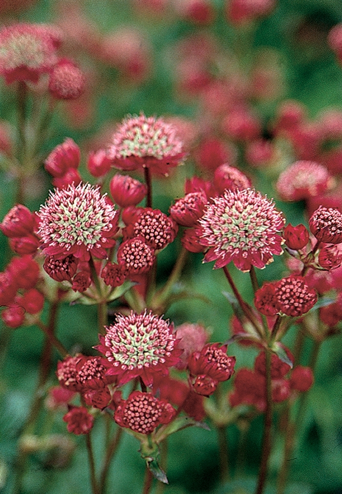 Greater Masterwort - Astrantia x 'Rosensinfonie' from EC Browns Nursery