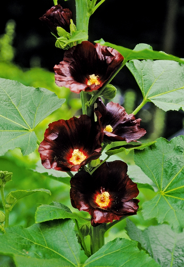 Hollyhock - Alcea rosea 'Blacknight' from EC Browns Nursery