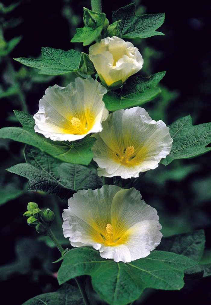 Hollyhock - Alcea rosea 'Polarstar' from EC Browns Nursery