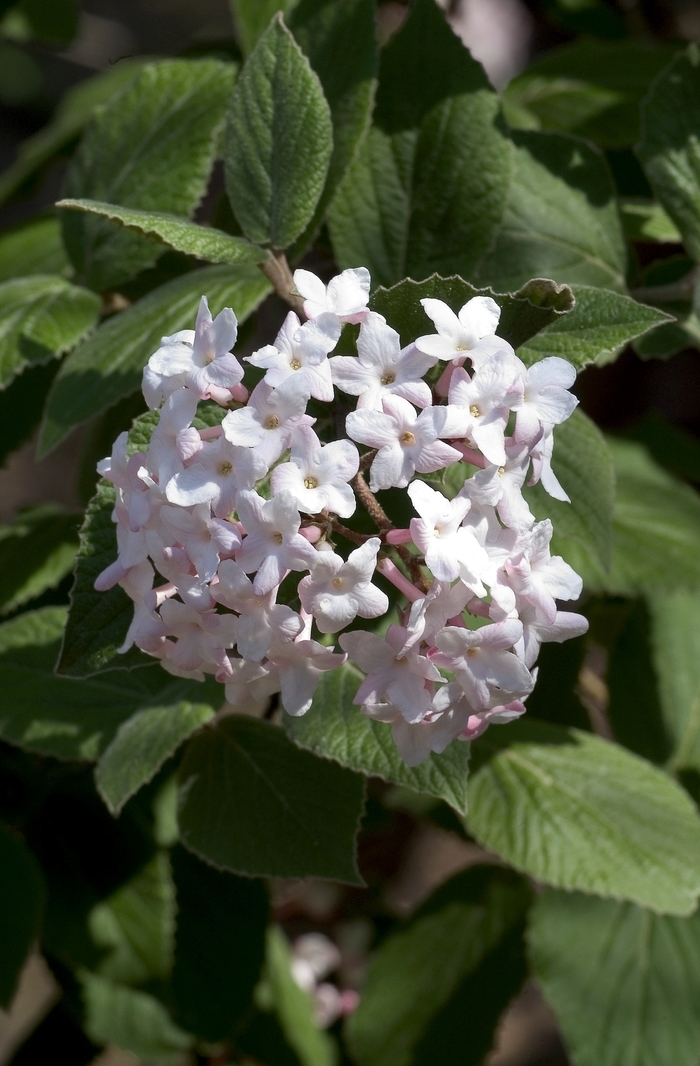 Korean Spice Viburnum - Viburnum carlesii from EC Browns Nursery