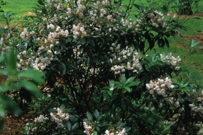 Olympic Fire Mountain Laurel - Kalmia latifolia 'Olympic Fire' from EC Browns Nursery