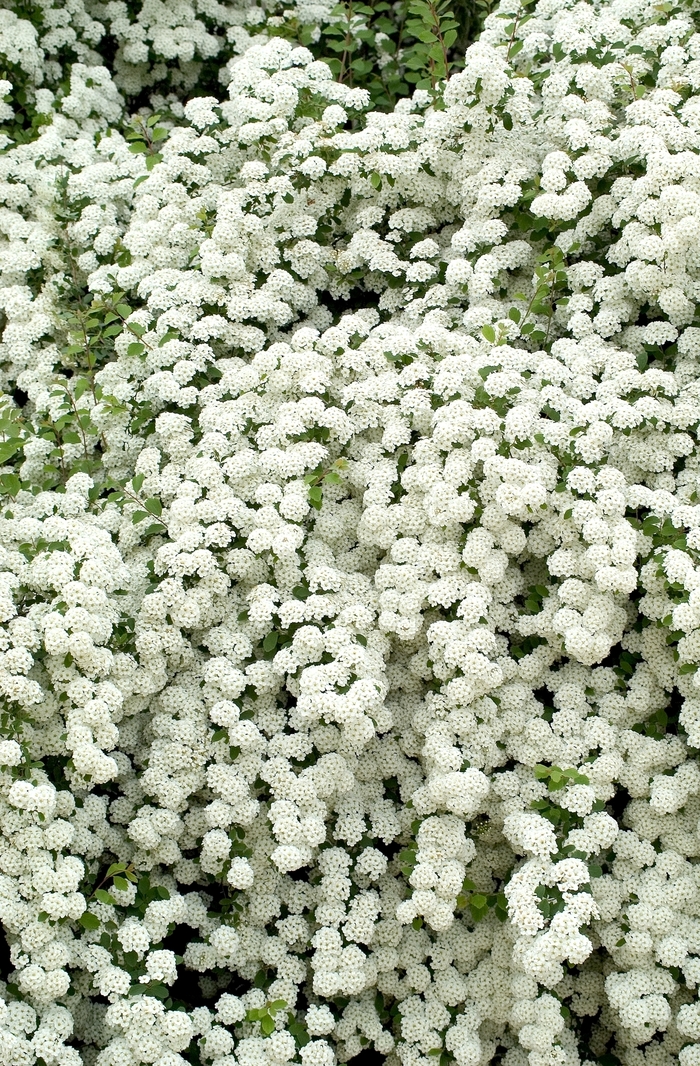 Snowmound Spirea - Spiraea nipponica x 'Snowmound' from EC Browns Nursery
