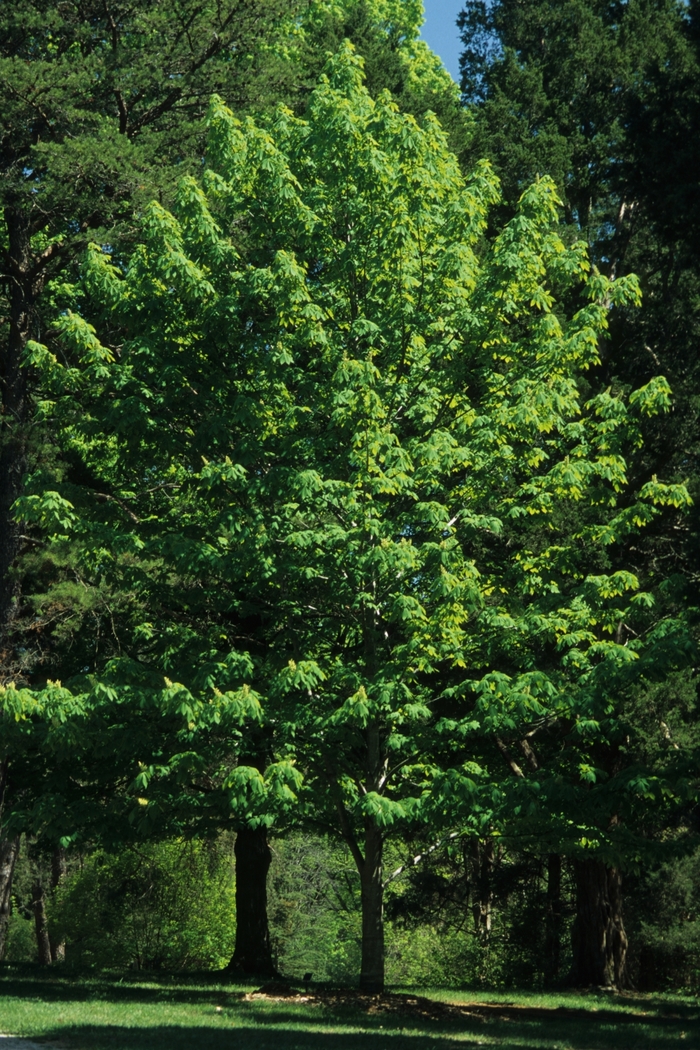 Yellow Buckeye - Aesculus flava (Yellow Buckeye) from EC Browns Nursery