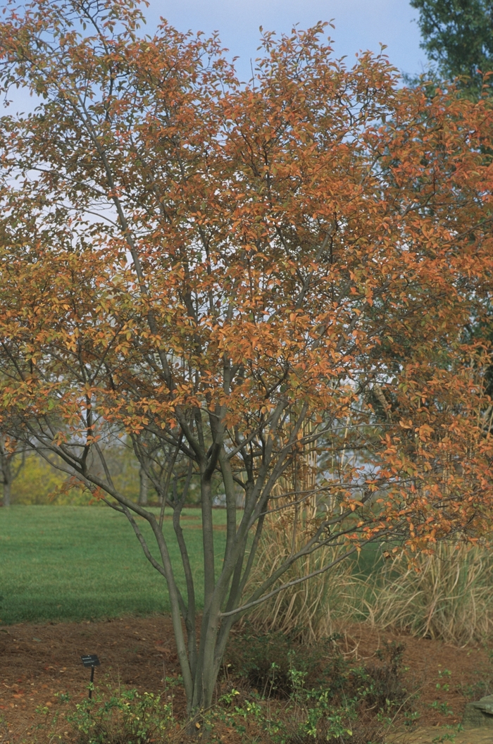 Allegheny Serviceberry - Amelanchier laevis from EC Browns Nursery