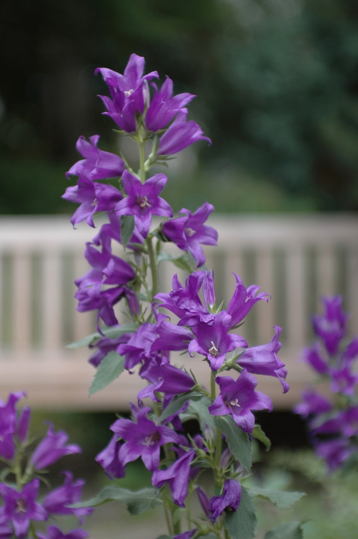 Macrantha Bellflower - Campanula macrantha from EC Browns Nursery