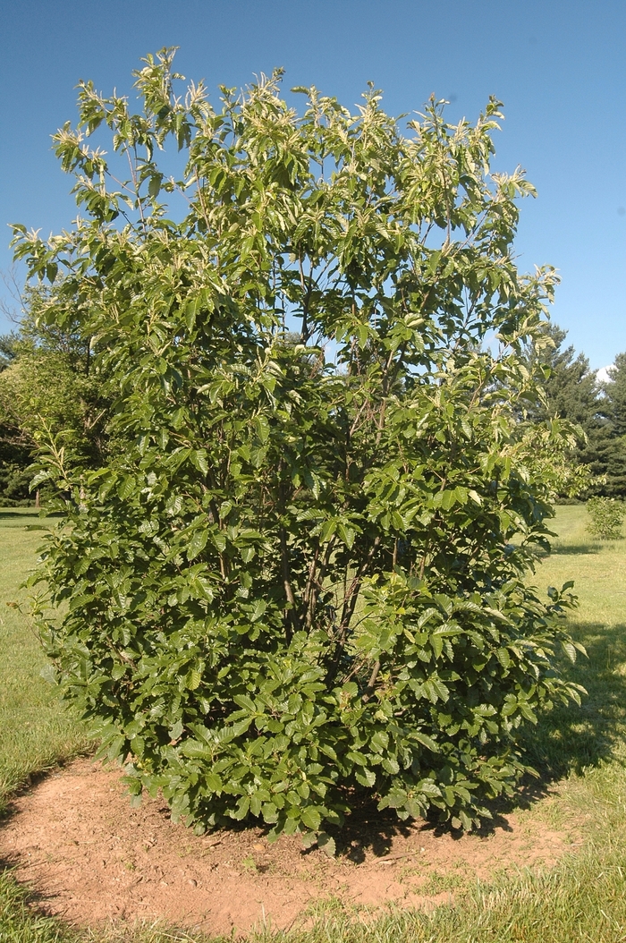 American Chestnut-Open Pollinated - Castanea dentata from EC Browns Nursery