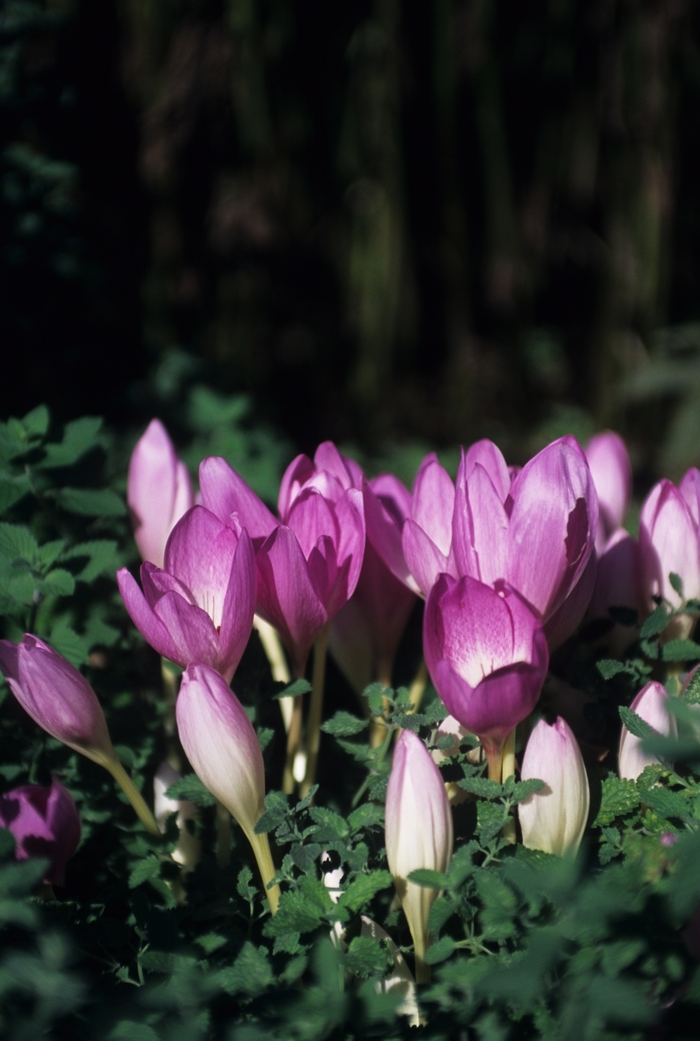 Autumn Crocus - Colchicum speciosum from EC Browns Nursery