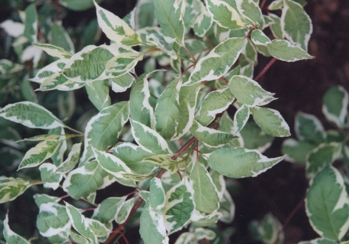 Variegated tartarian dogwood - Cornus alba 'Argenteo-marginata' from EC Browns Nursery