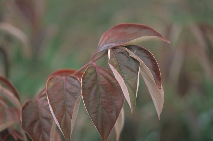 Huron&reg; Gray Dogwood - Cornus racemosa 'Hurzam' from EC Browns Nursery