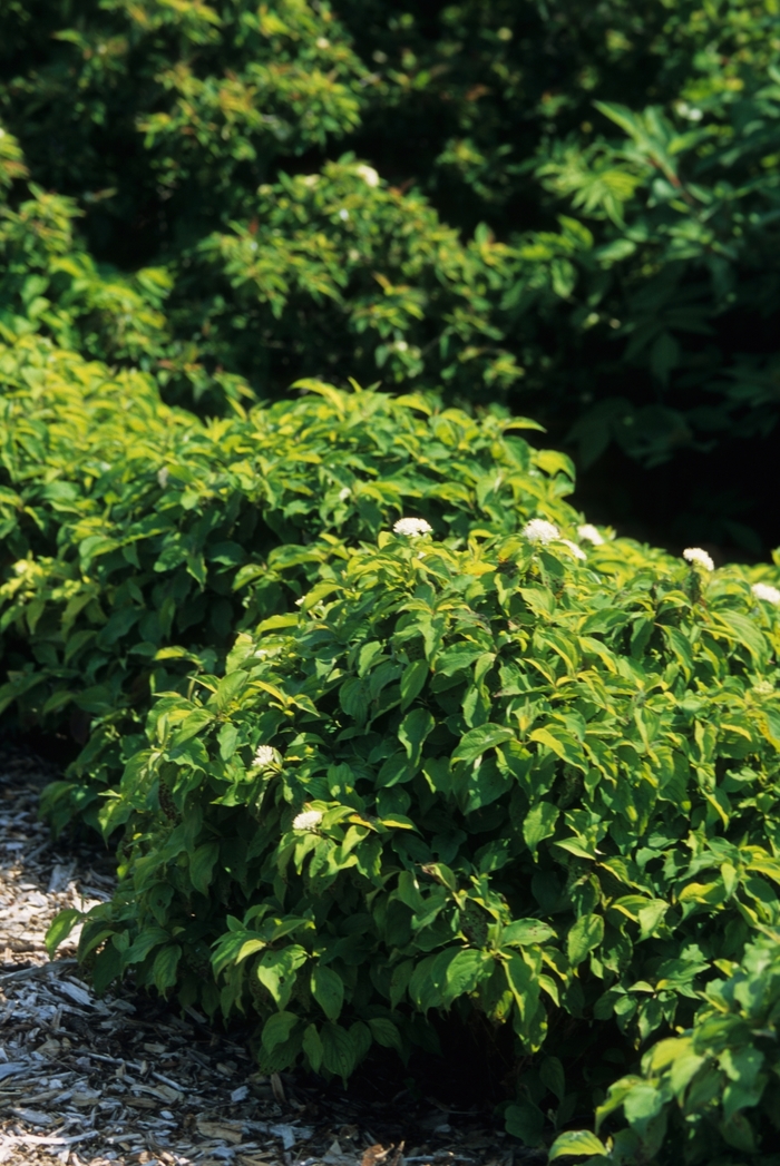 'Kelseyi' Red-Osier Dogwood - Cornus sericea from EC Browns Nursery