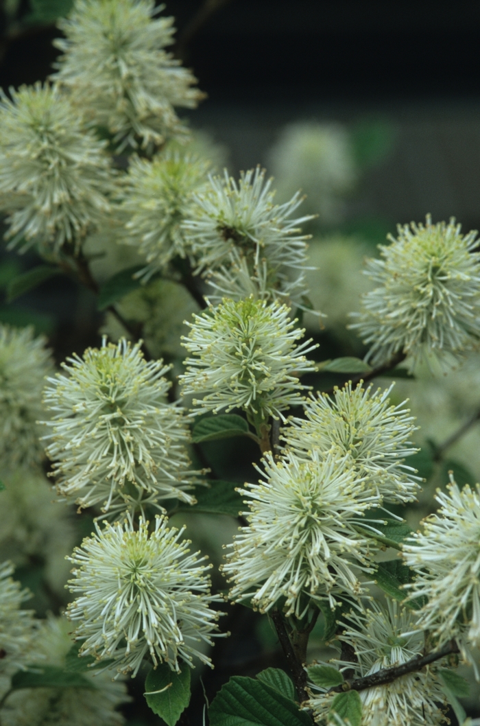Blue Mist Dwarf Fothergilla - Fothergilla gardenii 'Blue Mist' from EC Browns Nursery