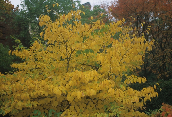 Witch Hazel - Hamamelis virginana from EC Browns Nursery