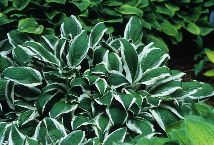 Ginko Craig Hosta, Plantain Lily - Hosta ''Ginko Craig'' (Hosta, Plantain Lily) from EC Browns Nursery