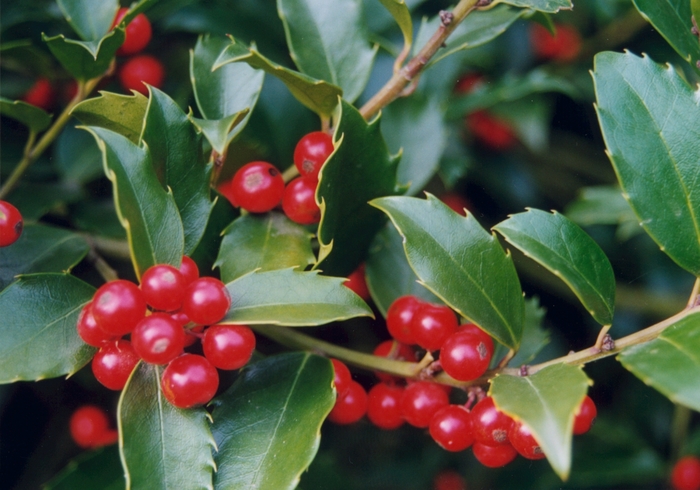 Blue Princess Holly - Ilex x meserveae 'Blue Princess' from EC Browns Nursery