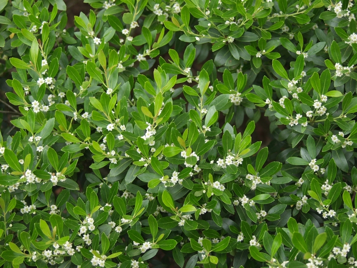 Compact Inkberry - Ilex glabra 'Compacta' from EC Browns Nursery