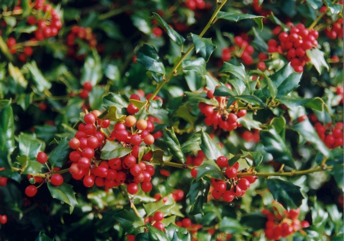 China Girl&reg; Holly - Ilex x meserveae 'Mesog' (Holly) from EC Browns Nursery