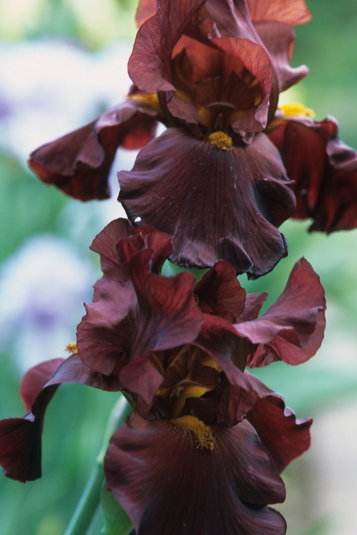 'War Chief' Bearded Iris - Iris germanica from EC Browns Nursery