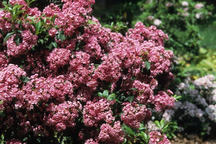 Mountain-laurel - Kalmia latifolia from EC Browns Nursery