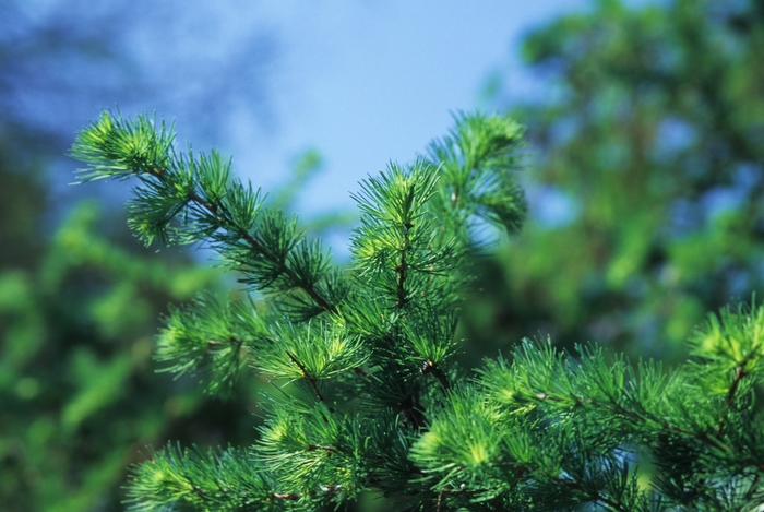 Japanese Larch - Larix kaempferi from EC Browns Nursery