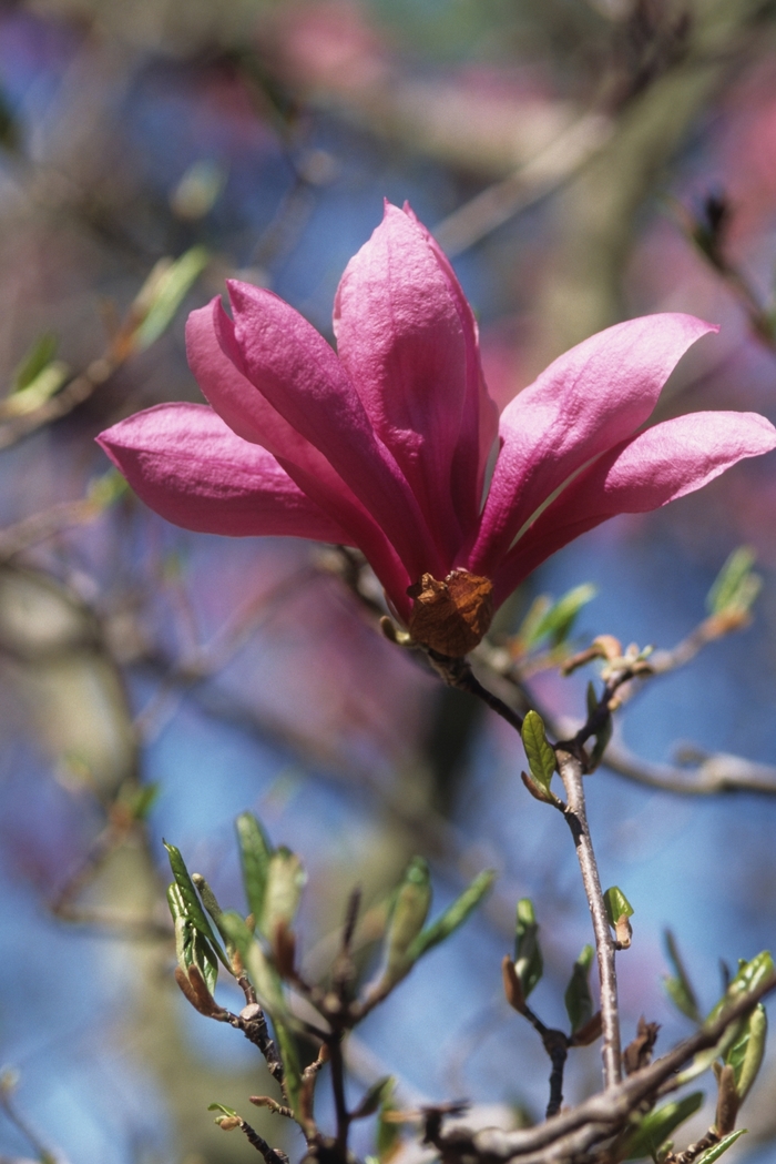 Little Girl 'Betty' - Magnolia x from EC Browns Nursery