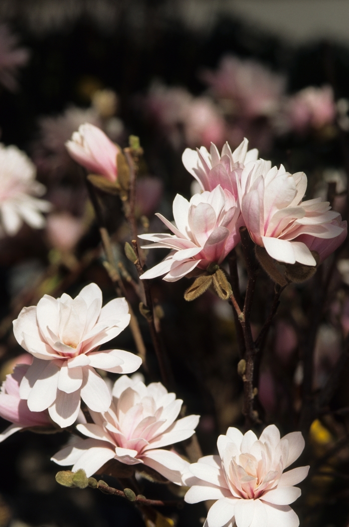 'Leonard Messel' - Magnolia x loebneri from EC Browns Nursery