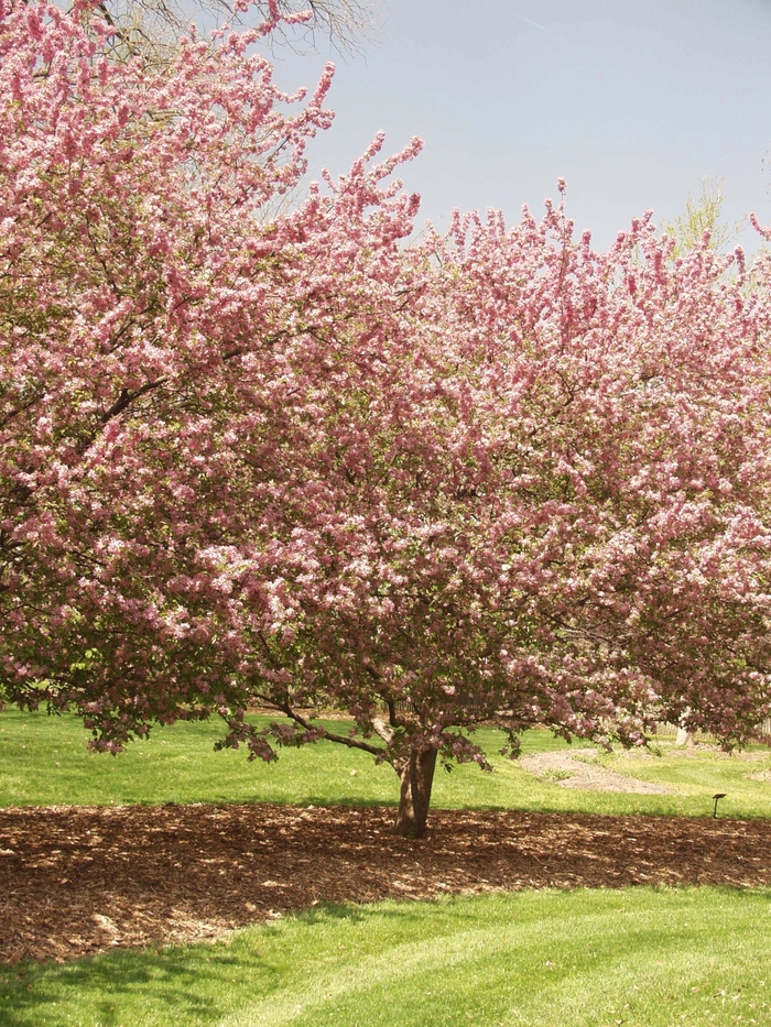 Adams Crabapple - Malus 'Adams' from EC Browns Nursery