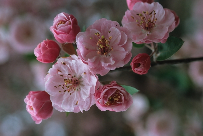 Brandywine&reg; Crabapple - Malus hybrid 'Brandywine' from EC Browns Nursery