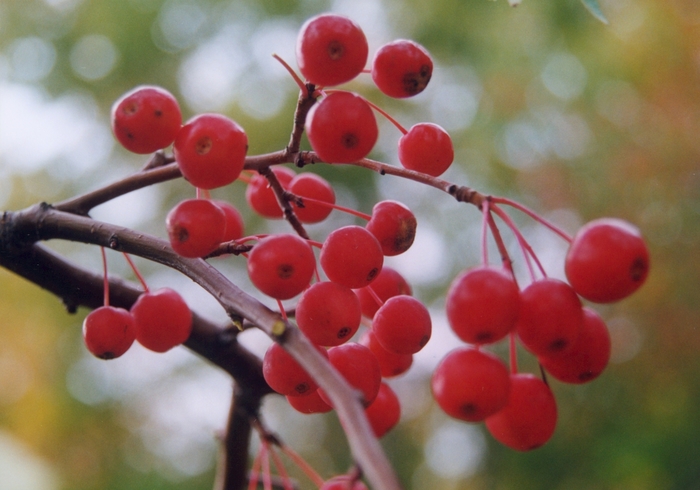 Red Jade Crabapple - Malus x scheideckeri 'Red Jade' from EC Browns Nursery