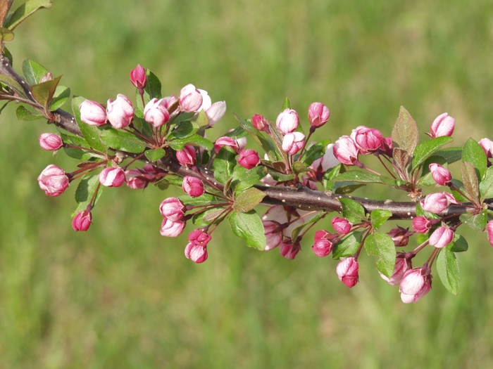 'Candymint' - Malus sargentii from EC Browns Nursery