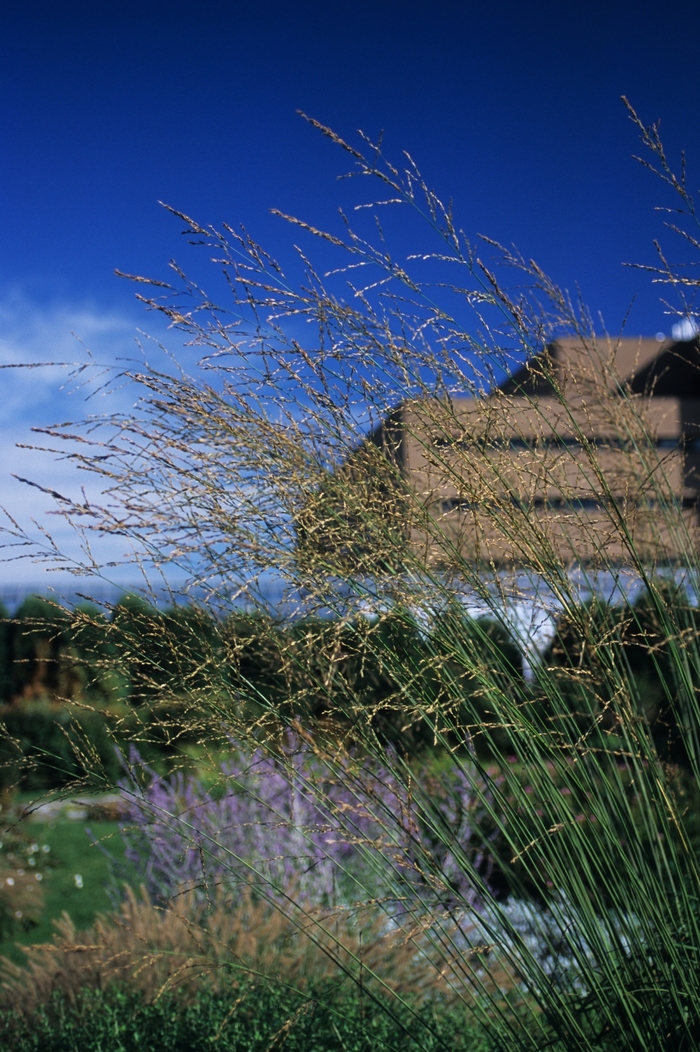 Skyracer Tall Moor Grass - Molina arundinacea 'Skyracer' from EC Browns Nursery