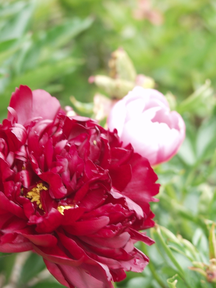'Maestro' Peony - Paeonia lactiflora from EC Browns Nursery