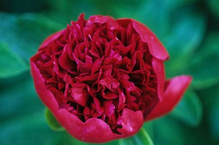 Red Charm Peony - Paeonia 'Red Charm' from EC Browns Nursery