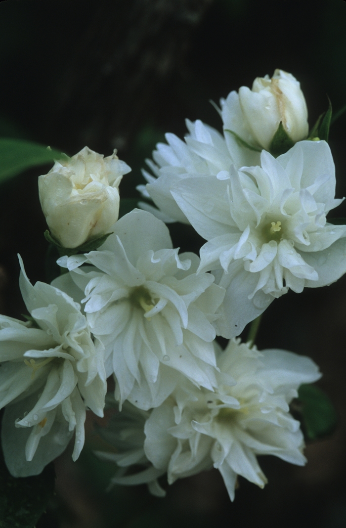  'Minnesota Snowflake' - Philadelphus x virginalis from EC Browns Nursery