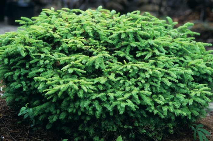 Bird's Nest Spruce - Picea abies 'Nidiformis' from EC Browns Nursery