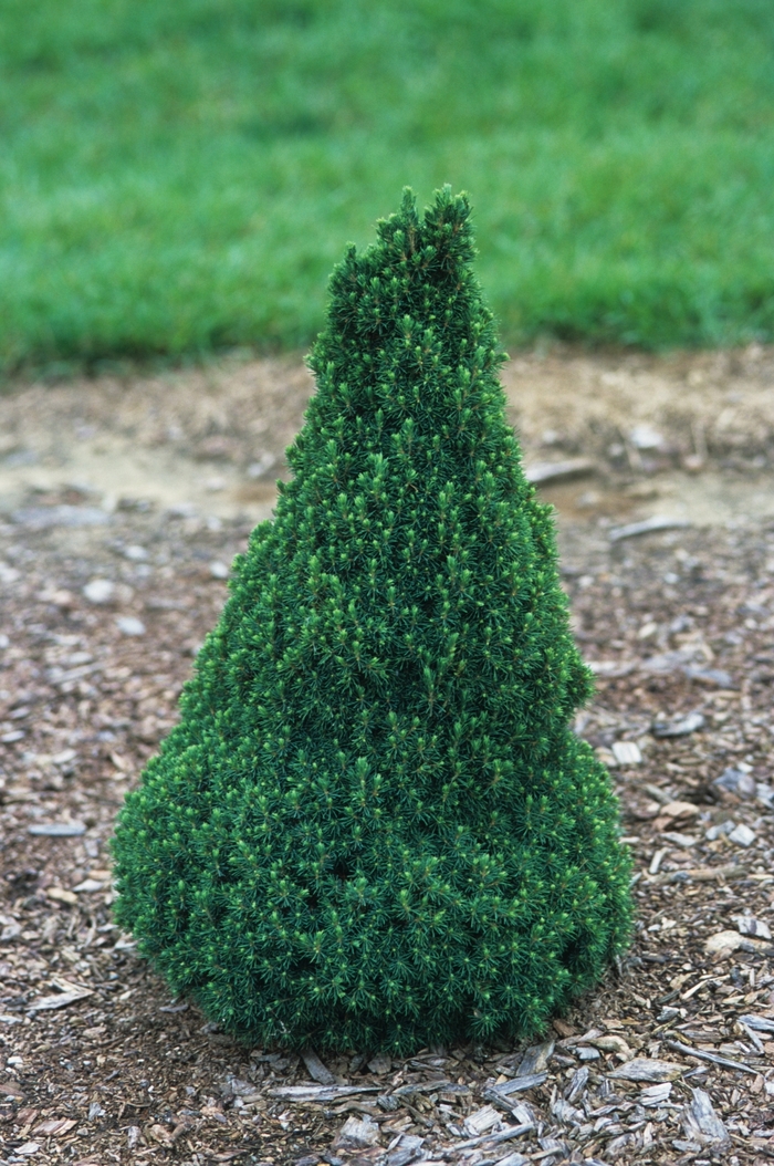 Dwarf Alberta Spruce - Picea glauca 'Jean's Dilly' from EC Browns Nursery
