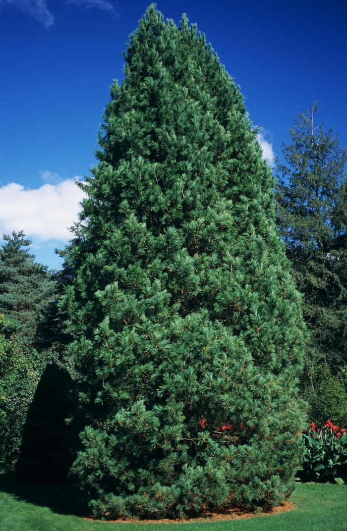 Swiss Stone Pine - Pinus cembra from EC Browns Nursery