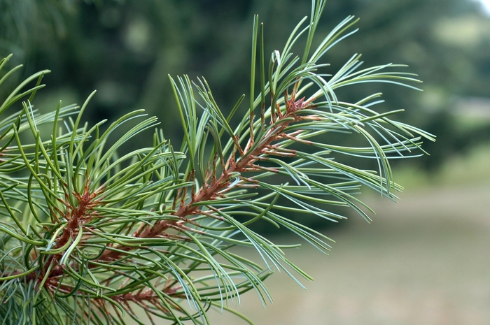 Blue Tinted Korean Pine - Pinus koraiensis 'Glauca' from EC Browns Nursery