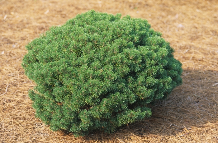 'Mops' Mugo Pine - Pinus mugo from EC Browns Nursery