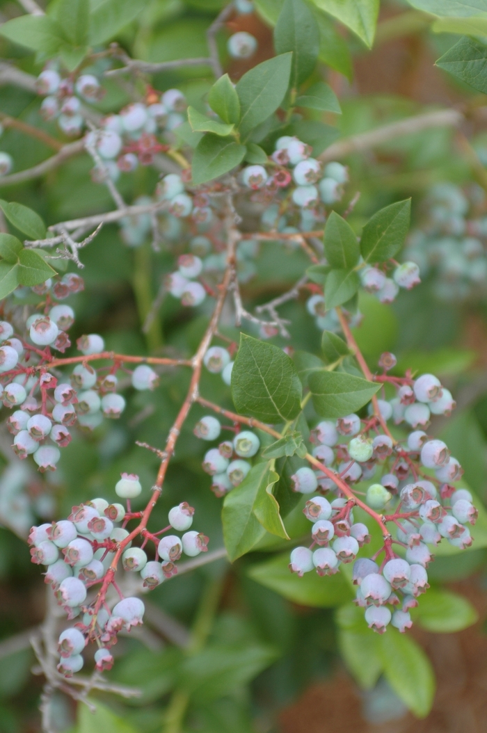 Chippewa Highbush Blueberry - Vaccinium corymbosum 'Chippewa' from EC Browns Nursery