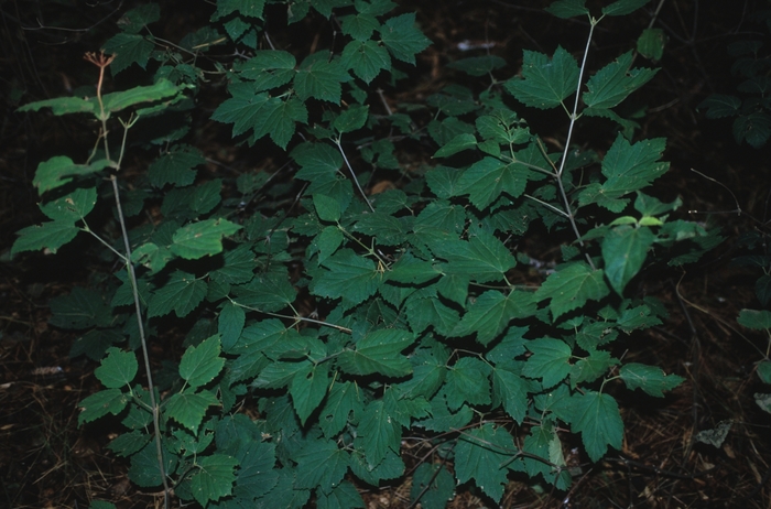 Mapleleaf Viburnum - Viburnum acerifolium from EC Browns Nursery
