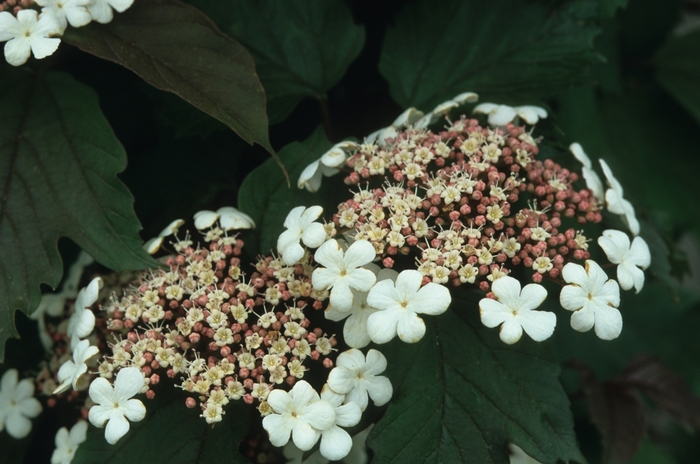 Onondaga Sargent Viburnum - Viburnum sargentii 'Onondaga' (Sargent Viburnum) from EC Browns Nursery