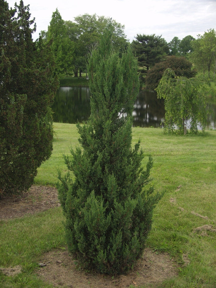 Blue Point Chinese Juniper - Juniperus chinensis 'Blue Point' (Chinese Juniper) from EC Browns Nursery