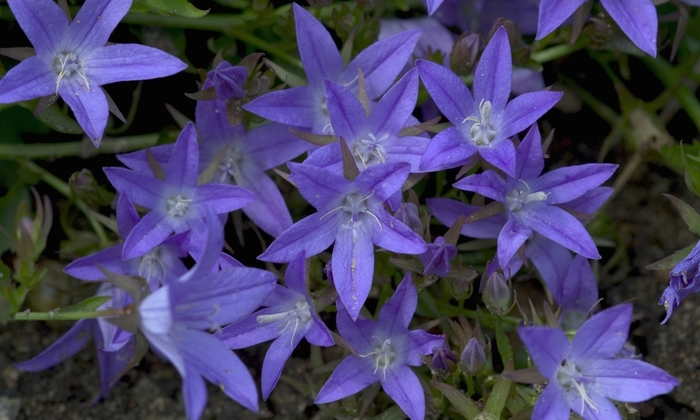 'Blue Waterfall&trade;' Serbian Bellflower - Campanula poscharskyana from EC Browns Nursery