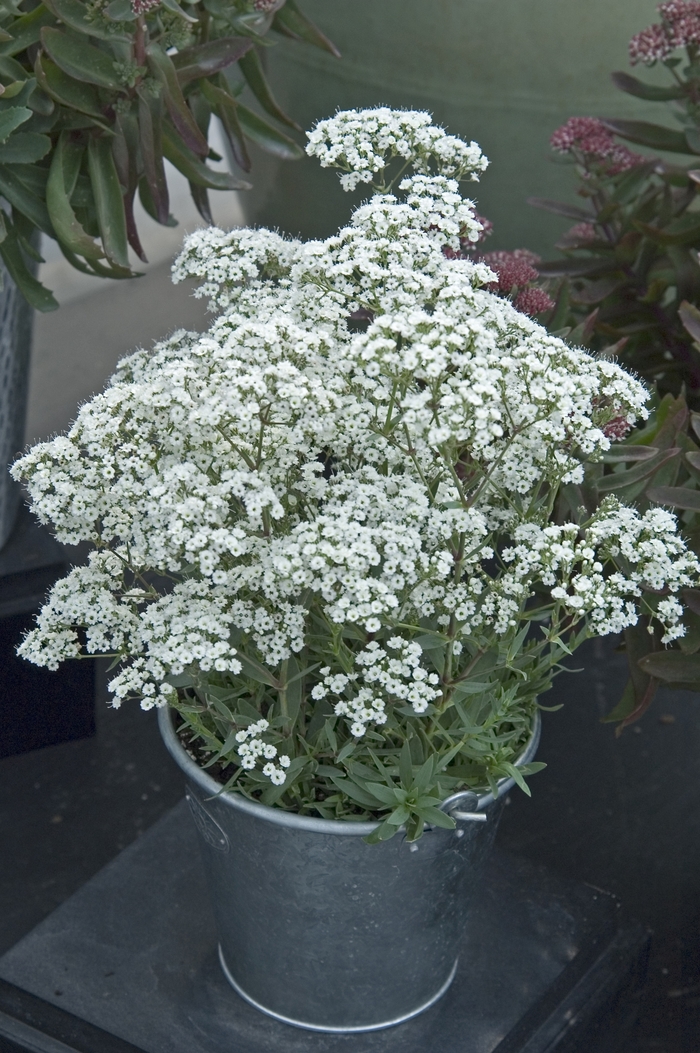 Festival Star&trade; - Gypsophila paniculata from EC Browns Nursery