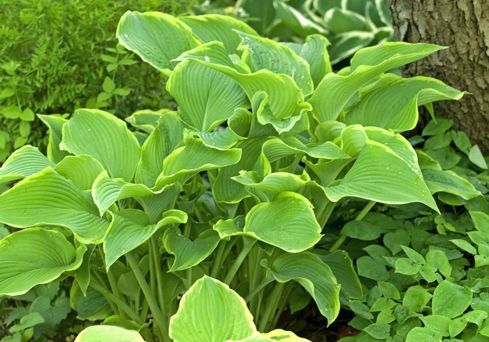  'Abba Dabba do' - Hosta hybrid from EC Browns Nursery