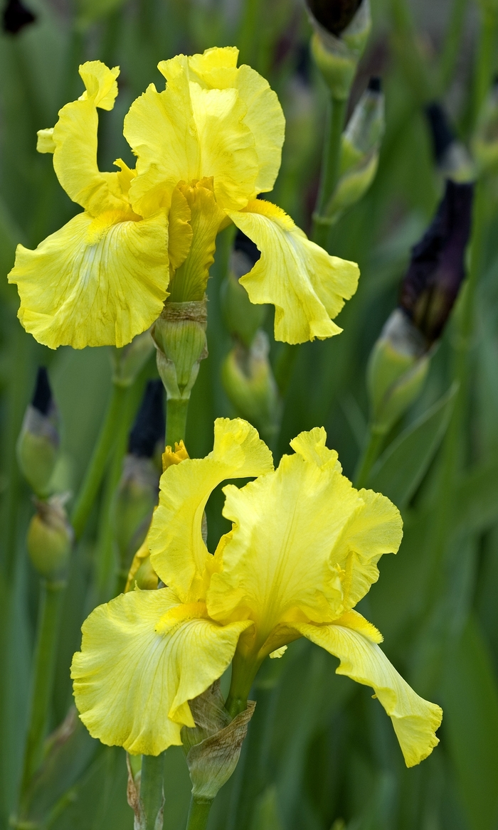 'Harvest Of Memories' Bearded Iris - Iris germanica from EC Browns Nursery