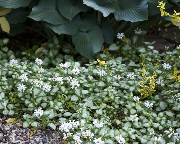 'White Nancy' Lamium - Lamium maculatum 'White Nancy' from EC Browns Nursery