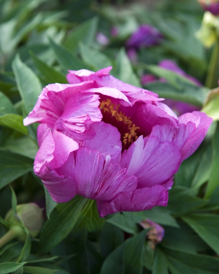 Peony - Paeonia 'Morning Lilac' from EC Browns Nursery