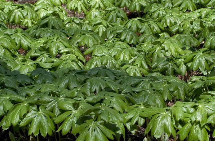 May Apple - Podophyllum peltatum from EC Browns Nursery
