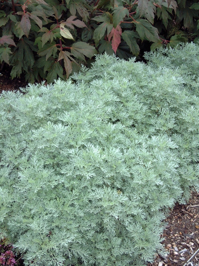 Powis Castle Artemisia - Artemisia 'Powis Castle' from EC Browns Nursery